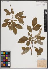 Foto von Salix caprea L.